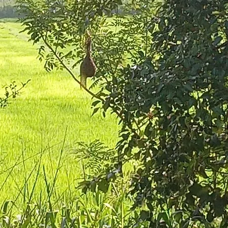 Вилла Sigiriya Paddy Field Hut Экстерьер фото