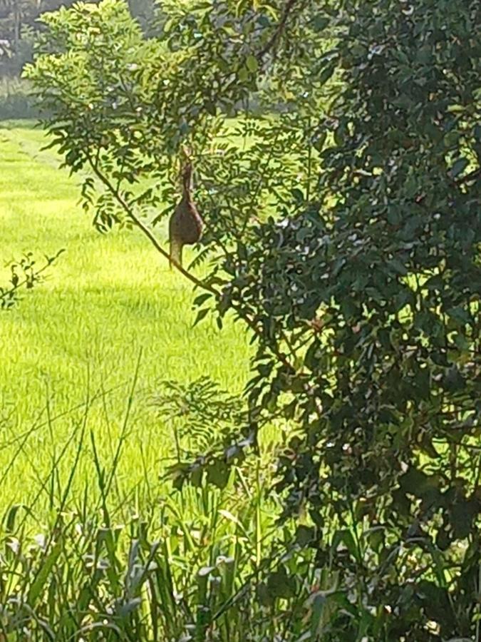 Paddy Field Hut Lodge Sigiriya
