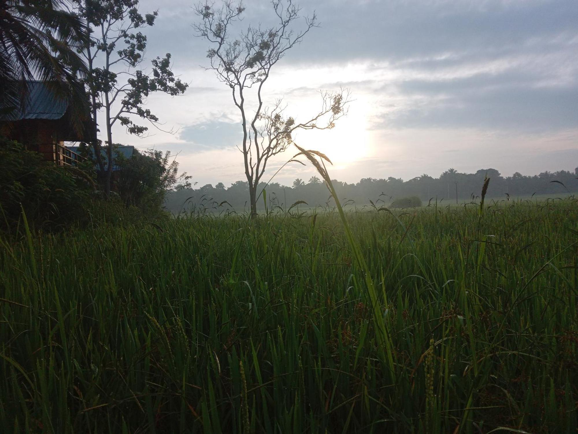 Paddy Field Hut Sigiriya